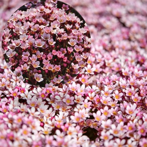 Saxifraga x arendsii 'Pixi Pan Appleblossom' - Arendsi kivirik 'Pixi Pan Appleblossom' P9/0,55L 